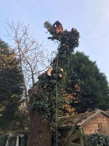 A roped-in climber reducing an ivy-covered boundary tree from the top down