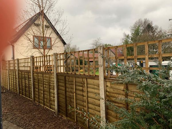 Closer view of the trellis toppers and lap panels behind an evergreen shrub
