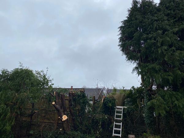 Cut fir trunks lined along the fence, with a ladder by the next tree