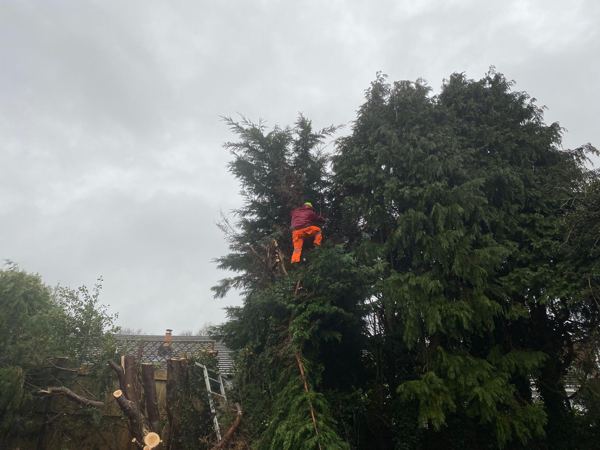A climber in orange work trousers working down through a large fir