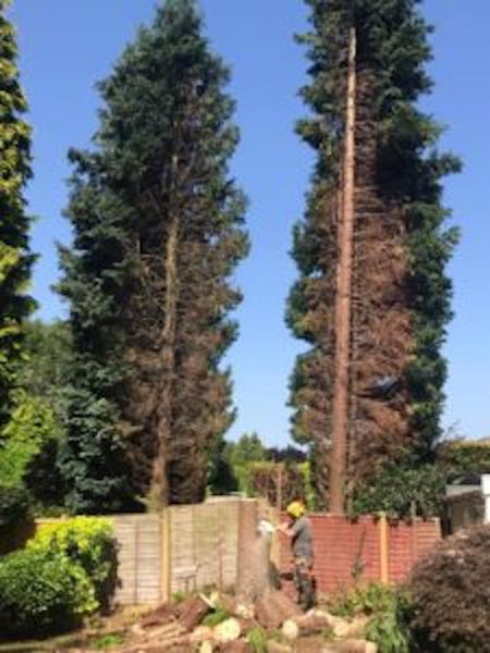 A conifer stripped to a bare stem beside another, with cut logs below