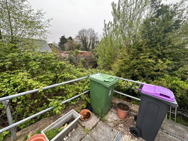 Before: brambles and conifers filling the garden beyond the railed yard