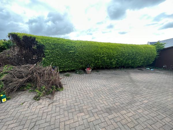 Tall conifer hedge beside the block paving, with cut branches piled at one end