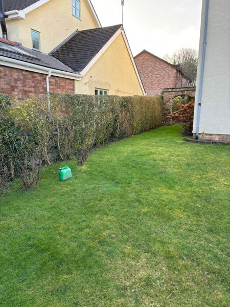 Before: a tall, leggy hedge along the side lawn by the rendered house