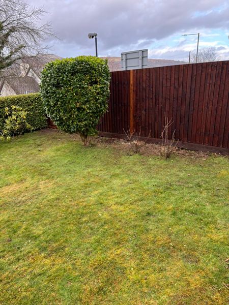 The rounded evergreen clipped to a dome beside a dark-stained fence