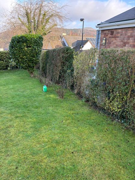 The corner dome and mixed boundary hedge, cut back along the lawn edge