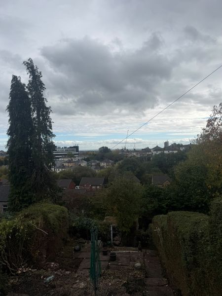 Two tall slim fir trees rising above the roofs of neighbouring houses, with a terraced garden in the foreground