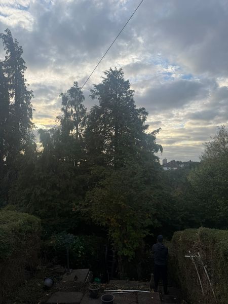 A cluster of tall fir trees above garden hedges with a ladder at the base and an overhead cable near the tops