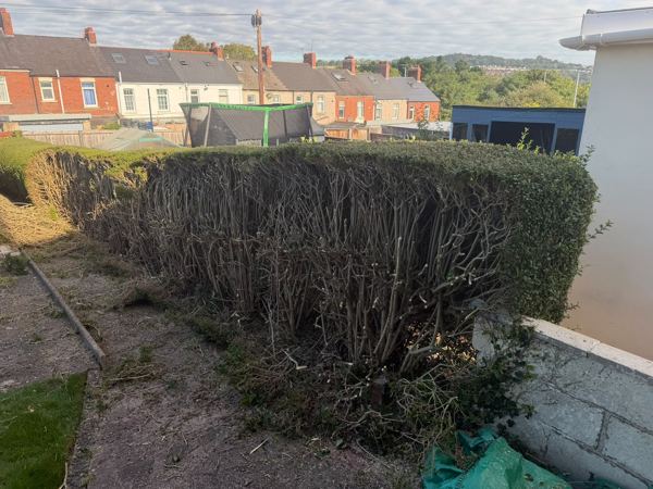 Old stems and roots along the boundary line before clearing