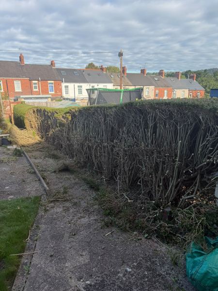 The hedge cut back to bare stems, ready to come out