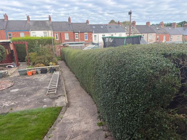 Before: the boundary hedge grown tall and wide along the whole garden