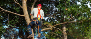 tree surgery South Wales